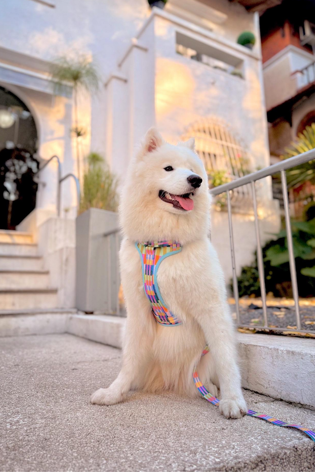 Combo Balu - Arnés + Correa