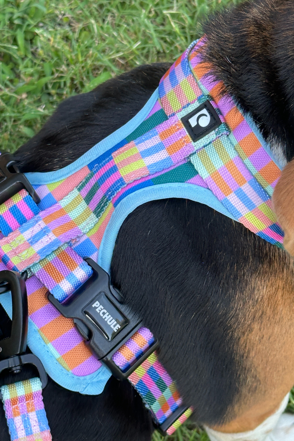 Combo Balu - Arnés + Correa