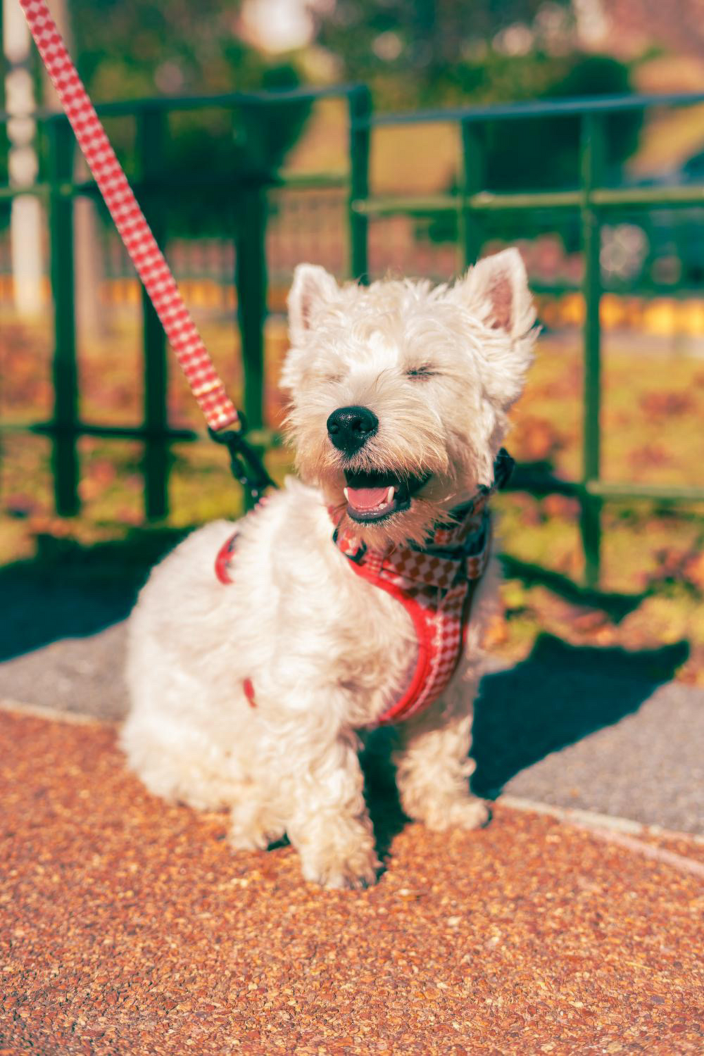 Combo Pipo - Arnés + Correa