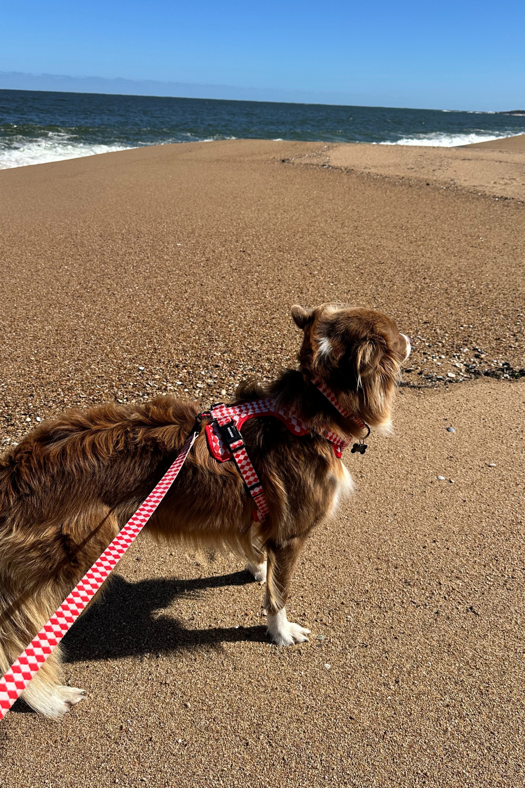 Combo Pipo - Arnés + Correa