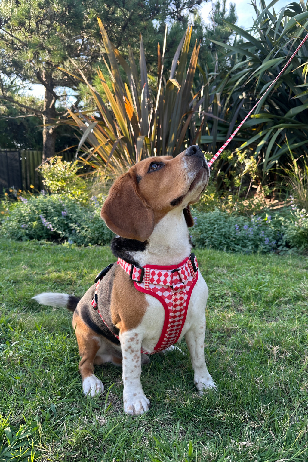 Combo Pipo - Arnés + Correa