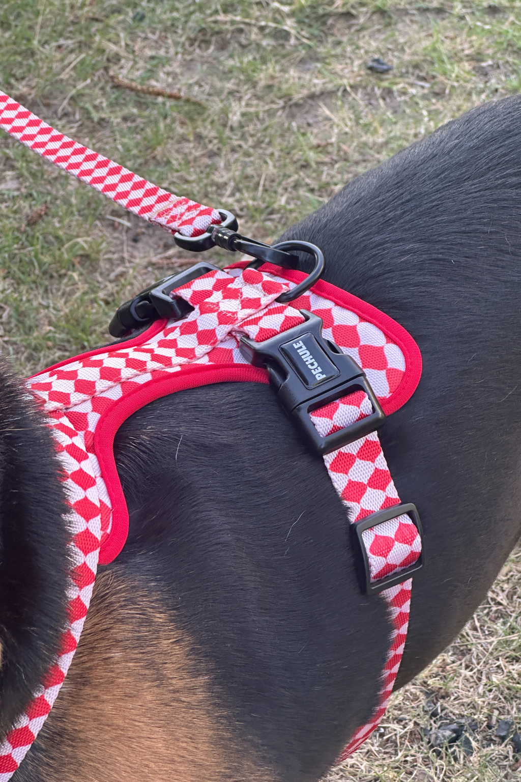 Combo Pipo - Arnés + Correa